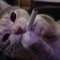 daisokitty