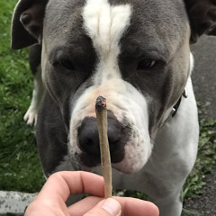 DMTdave
