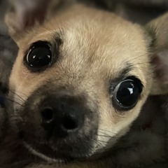 JR.