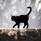 BlackPianoCat