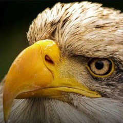Hamed