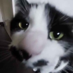sachi