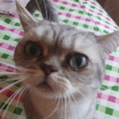 QUEETY