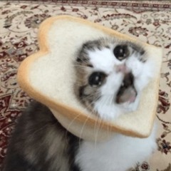BreadCat