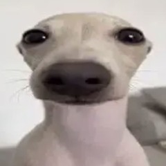 auwora