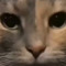 Hallo