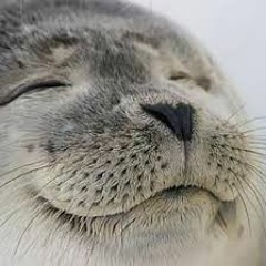 Smug seal