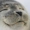 Smug seal