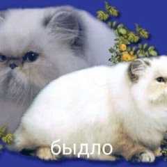 женя игольница