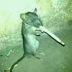 Rat
