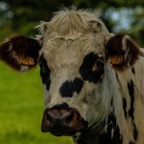 Instru West Coast 2 93BPM making with my software IA free to use or download.