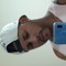 Everson
