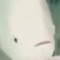 Feesh