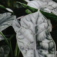 Alocasia