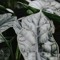 Alocasia