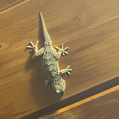 Schnipster