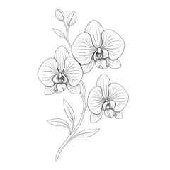 Orchidea