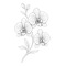 Orchidea