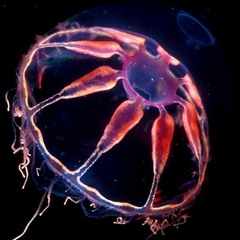 Acidic Jellyfish