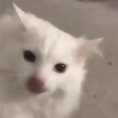 chokoneiro
