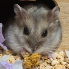 Tracy