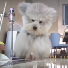 コラ(  "ºДº")ﾉ `-' ) ﾍﾟｼｯ