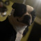 Petethecheat512