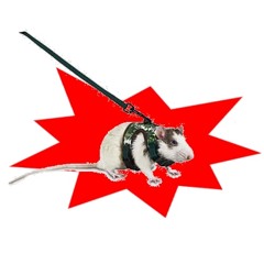 ratï