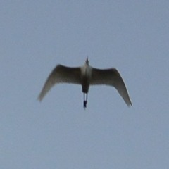 Wind-Up Bird