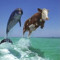 dolphincow