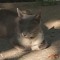 meow