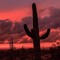 Arizona Titanium Flts