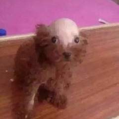 給我生髮劑
