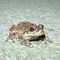手束よもぎ