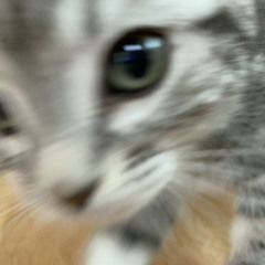 07년식 뽀삐