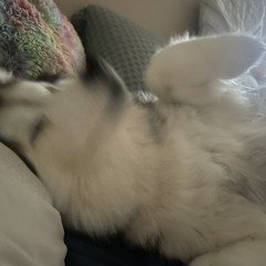 jake