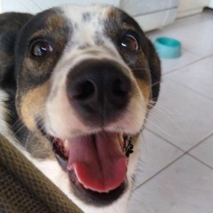 dorora