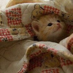 yarkiy