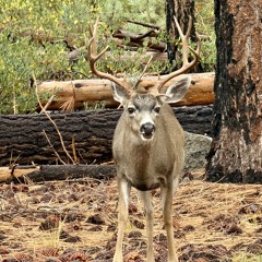 Do Wop Girl (Collaboration with Mr. Lawrence Farr!!!)