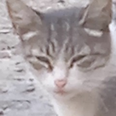 диз