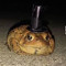 Mr toad The third
