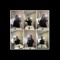 handforth_18