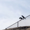 crow