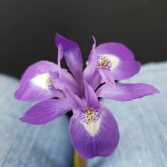 Violet.