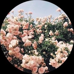 nexusvine375