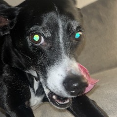 italiagreyhound