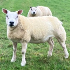 texel 123