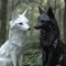 Two Foxes