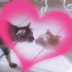 ☆｡·:*༺✧♡✧༻*:·｡☆
