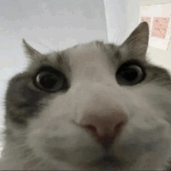 AZA # ZLO - SSC TUATARA